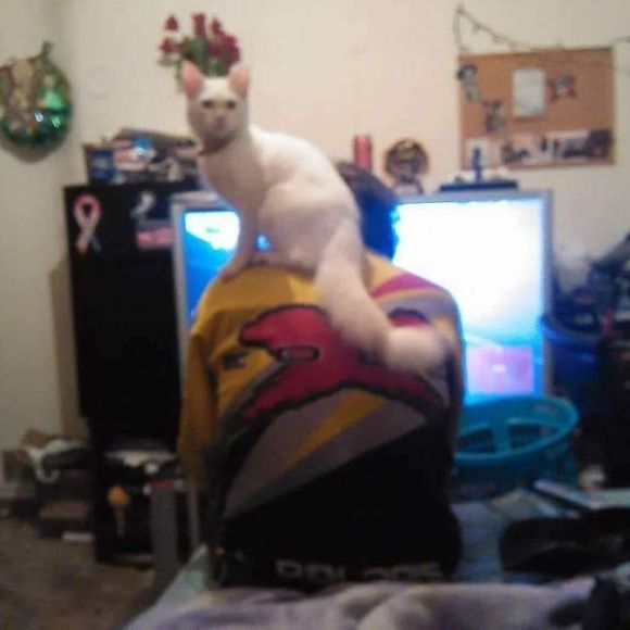 Meet your Posher, Crystal - Picture 1 of 1